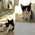 Mykonos Katzen (126)